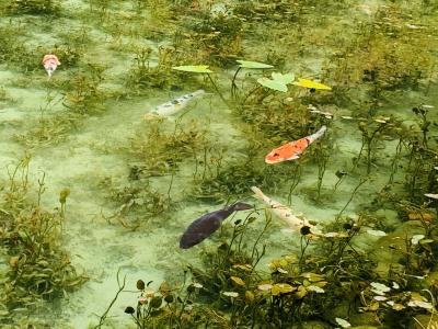 マイナスイオンの日帰り旅（モネの池、株杉の森、川浦渓谷、美濃加茂）