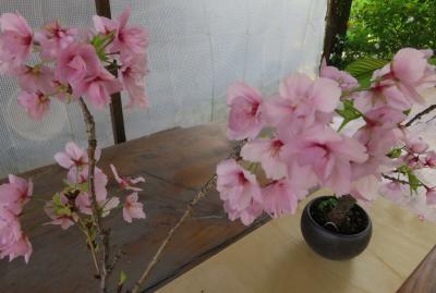 2018春、関西の花のお寺(10/16)：般若寺(5)：石楠花、一輪草、矢車菊、平重衡公供養塔