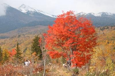 乗鞍高原の紅葉