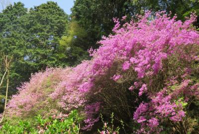 2018春、関西の花のお寺(13/16)：岩船寺(3)：宝篋印塔、三重塔、石仏、躑躅、石楠花