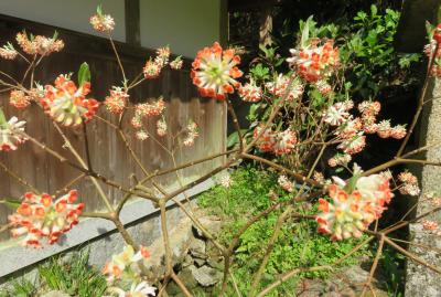 2018春、関西の花のお寺(14/16)：岩船寺(4完)：花筏、椿、五輪塔、三椏、都忘れ、山門