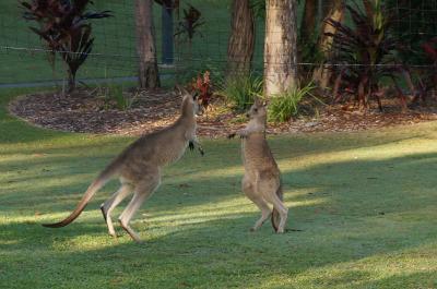 野生のカンガルーに会える・青く長い海岸線が続くゴールドコースト　②　（スプリングブルック国立公園）