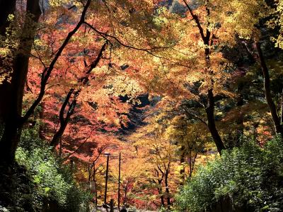 紅葉の香嵐渓と小原四季桜まつり　①