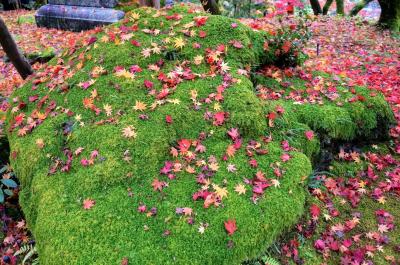 定番スポットを巡る京都・紅葉の旅　③　　　（永観堂）