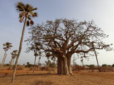 セネガルドライブ　バオバブの木と茶色の大地
