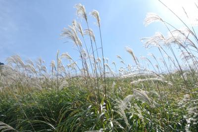 秋のハイキング「曽爾高原」（奈良）