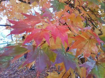 さっぽろ街中紅葉・黄葉巡り～大通公園・札幌伏見稲荷神社・北海道大学・中島公園・護国神社・伊夜日子神社・創成川通り～