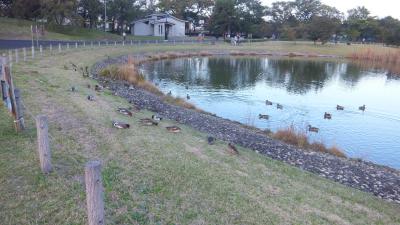 野川(東京)秋の風情