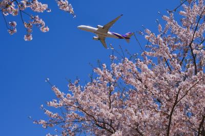 SAKURAとひこうきを見に 成田空港へ