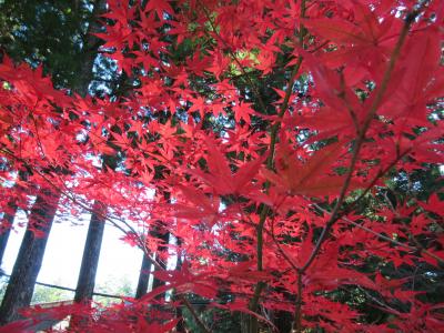 紅葉の高野山　参拝周遊　2019 11 06