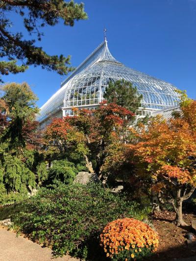 ピッツバーグ！大学エリアのフィップス温室植物園は菊が満開！！