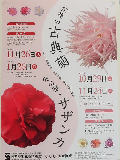 佐倉-4　くらしの植物苑　古典菊の世界　解説あれこれ　☆実生の新種菊/食用菊も栽培　　