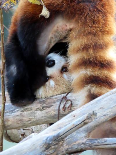 円山動物園 ひ孫が出来てもココちゃんは円山のエース！！ 彼女が元気だと放飼場が明るくなります