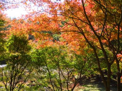 茶臼山から香嵐渓紅葉