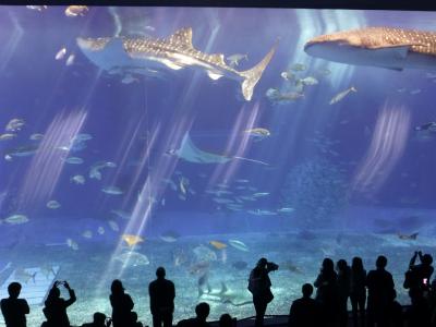 2019 早春の沖縄の旅 ４　美ら海水族館と古宇利島ドライブ