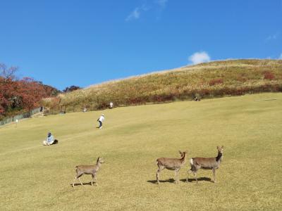 2019秋　奈良公園と若草山を散歩