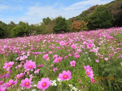 花いっぱい・・淡路島です。