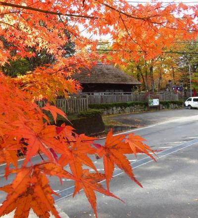 団塊夫婦の2019年日本紅葉巡りドライブー(3)帰路は湯西川温泉で紅葉を満喫