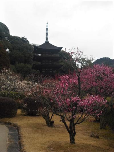 ２０１９年２月　山口県・山口市　瑠璃光寺の梅を見に行きました。