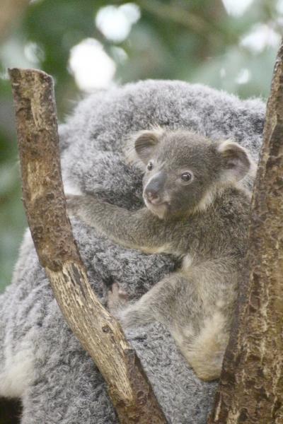 埼玉こども動物自然公園でレッサーパンダとコアラの赤ちゃんに会いたい（２）いたずらコツメカワウソとなかよしコーナー～コアラの赤ちゃんママおんぶ