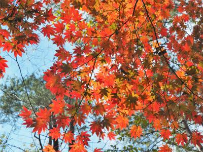 心和む紅葉ハイキング　牛ノ寝通りから小菅の湯へ