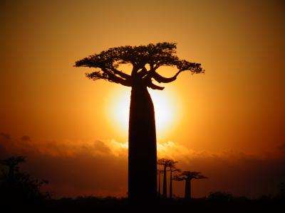 ◆マダガスカル旅◆⑤バオバブ街道で絶景の夕日・朝日鑑賞