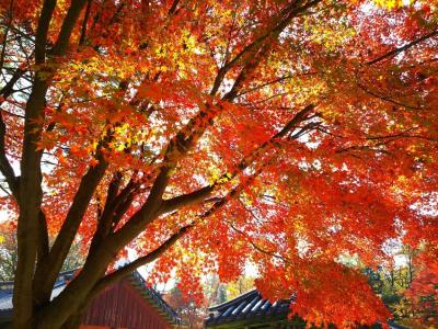 紅葉のソウルは美しく寒かった