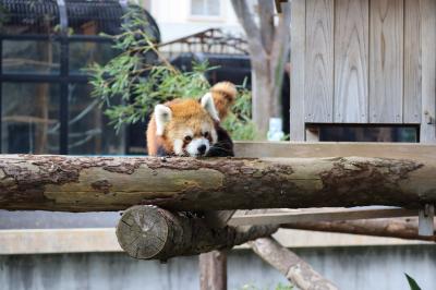 癒されたよ小さな動物達に入場無料野毛山動物園で　11月/2019