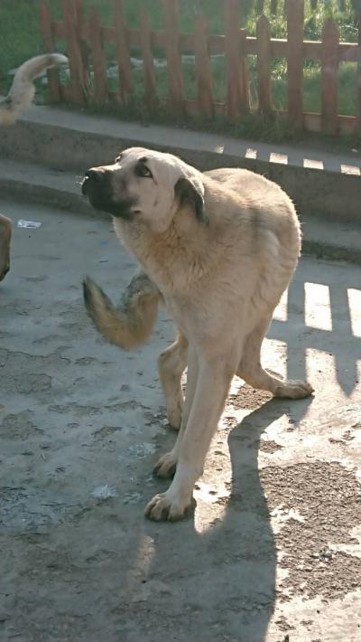 トラピックス「トルコ大周遊15日間」（8）カンガール犬と遊んだ後はディヴリの世界遺産ウルジャーミーと病院に驚嘆してネムルート山を目指す。