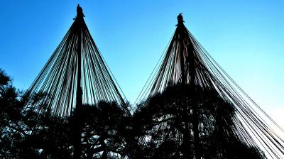 シニア四人組の北陸紀行・・加賀金沢編/秋の兼六園、ライトアップライトアップされた雪吊り