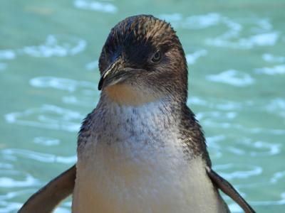 オーストラリア・パース旅行 ３／３　ペンギン島　バスで市内周遊