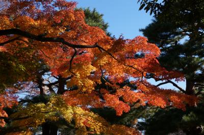 都立庭園カレンダーＧＥＴ♪　９か所都内庭園巡り　③　（殿ヶ谷戸庭園）