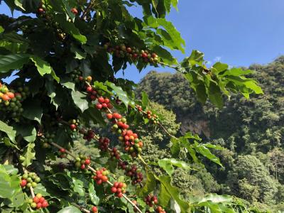 アカ族の小さな村から世界へ コーヒー農園巡り