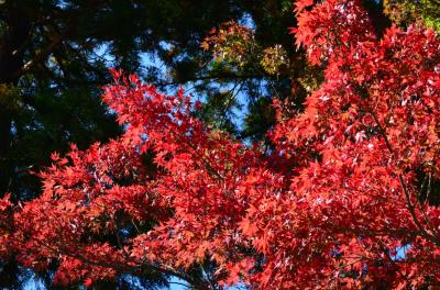 一足早く、滋賀県ぐるっと紅葉＆食い倒れの旅　２