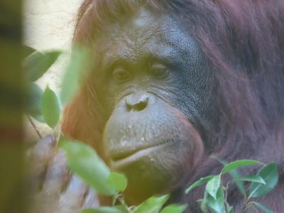 どこかにマイルで札幌☆一人旅　その３　円山動物園　　パート2