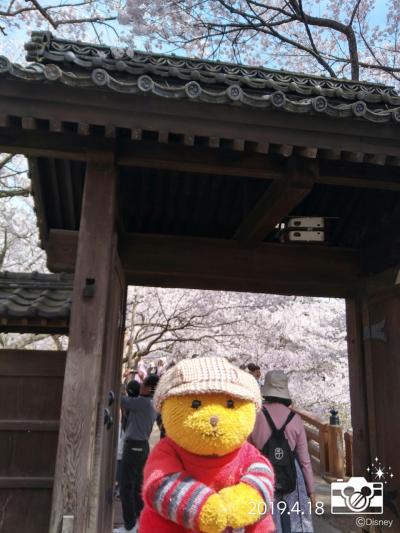 今年も雪の大谷へ①　～初日は高遠の桜をめでる～