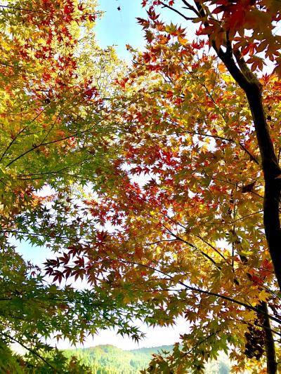 JALでたったの6000マイルで鹿児島旅行、1日目は霧島の山奥に佇む素敵なオーベルジュ『異人館』に大感動!