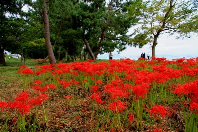 彼岸花　琵琶湖西岸の源氏浜、桂浜園地