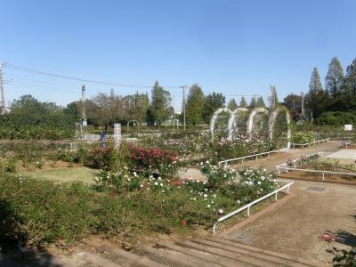 伊奈町町制施行記念公園・バラ園に訪れてみました