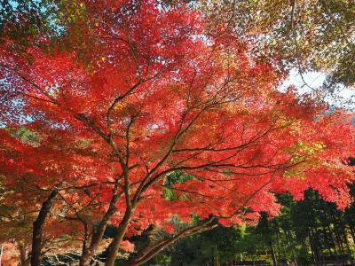 紅葉真っ盛り！　のんびり歩く御岳山・御岳渓谷・鳩ノ巣渓谷