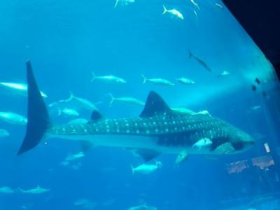 初めての沖縄 2019・10(1)美ら海水族館、今帰仁城跡