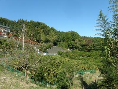 アットホームな　みかん狩り