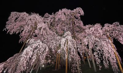 福島県・水芭蕉の群生地 仁田沼と三春の滝桜　前編