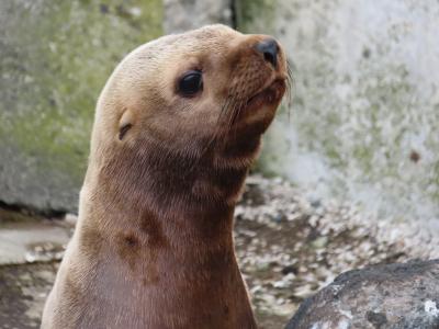 どこかにマイルで札幌☆一人旅　その５　おたる水族館