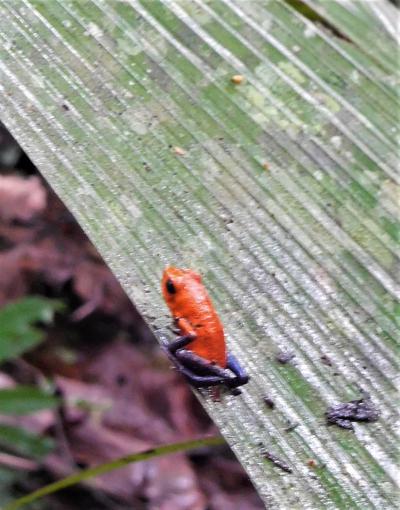 サン・ホセへの道　熱帯雨林の宝物たち、グアピレス　２０