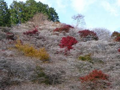 小原の四季桜（愛知県豊田市）　2019.11.18