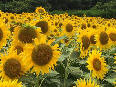 牛窓でカヤック、しいたけ狩り