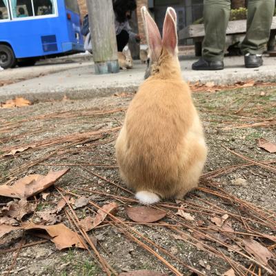 ひとり旅2,3日目　大久野島