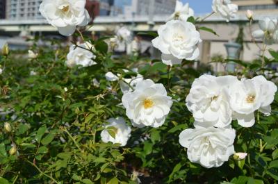 大阪☆中之島公園　冬が来る前に秋バラみーちゃお(*^_^*)