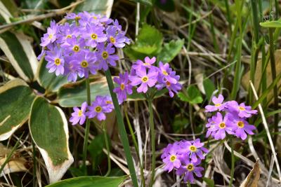 落石岬の草原で出会う花と動物2019～冷たい海霧の中で育つ高山植物とエゾシカ～（根室市）